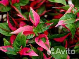 Альтернантера 