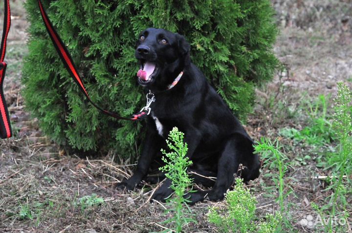 Щенки в дар Волгоград