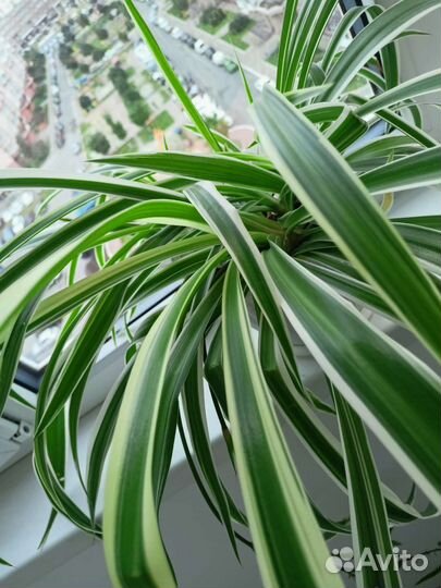 Хлорофитум