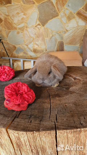 Изабелловые минилопы