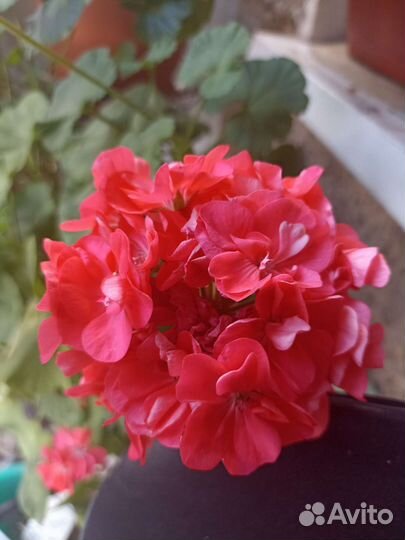 Герань пеларгония