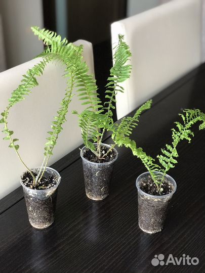 Папоротники нефролепис