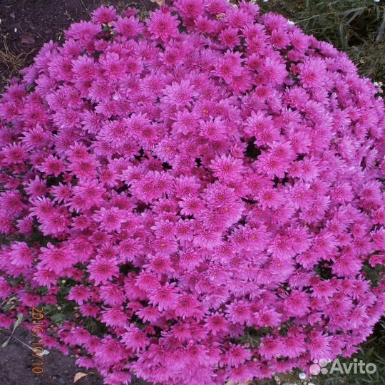 Хризантемы мультифлора