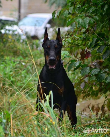 Вязка Доберман