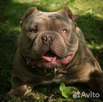 Американский булли