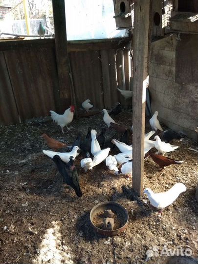 Продаю породистых голубей разных окрасов