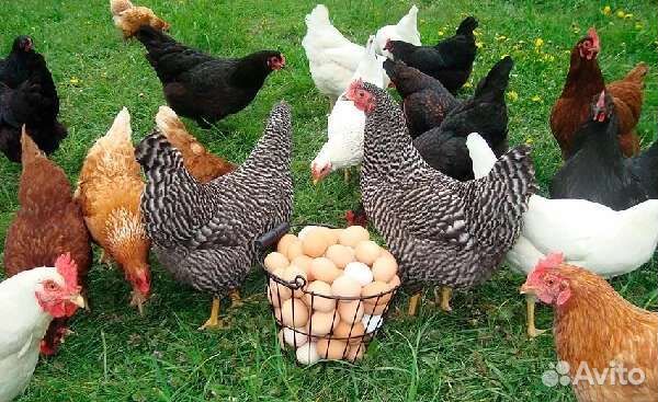 Петушки, Утки, Обмен, Продажа
