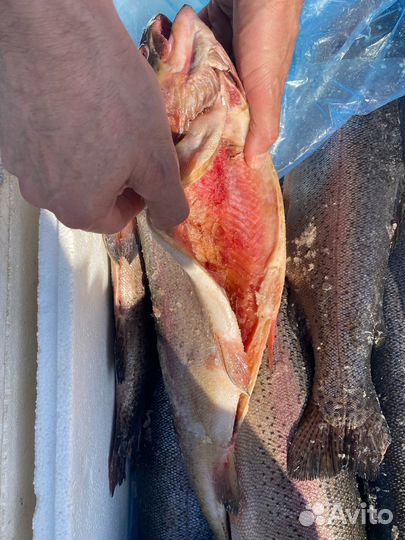 Форель охлажденная