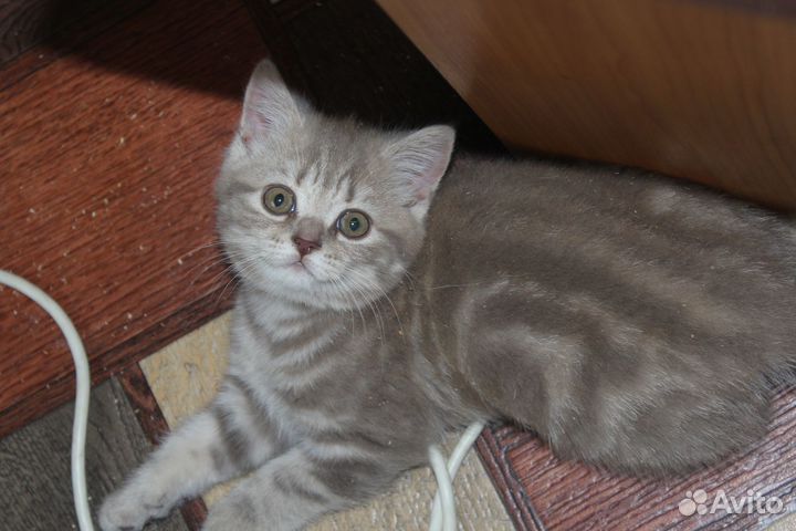 Британские котята
