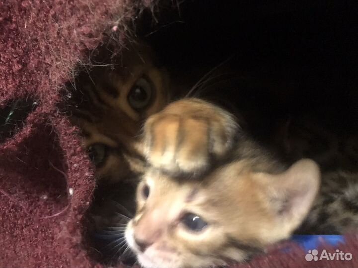 Бенгальские котята