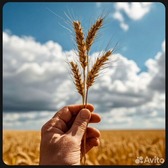 Зерно пшеница ячмень