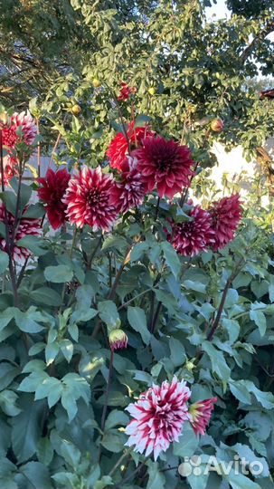 Клубни Георгина