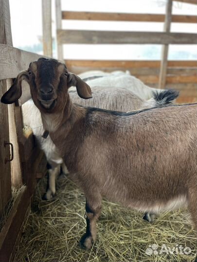 Коза дойная