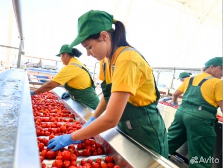 Разнорабочий-упаковщик на консервный Вахта