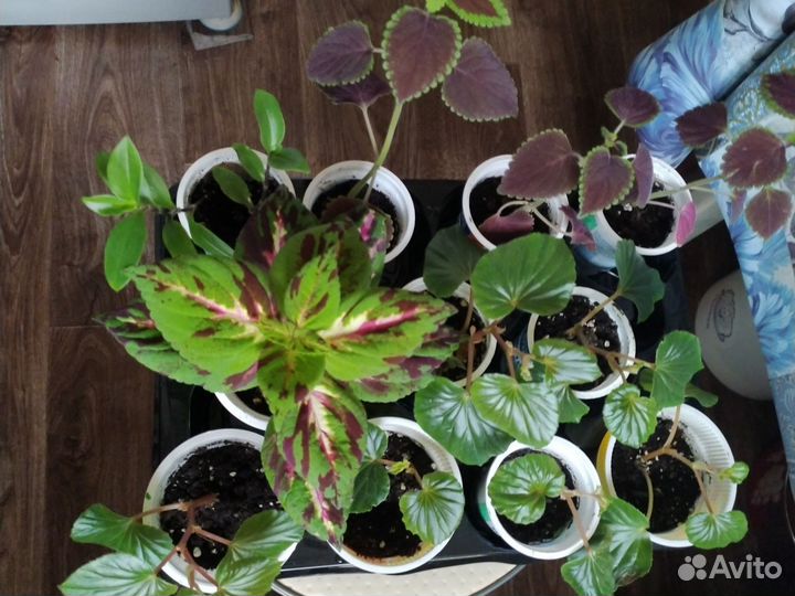 Бегония вечноцветущая колеусы, традесканция