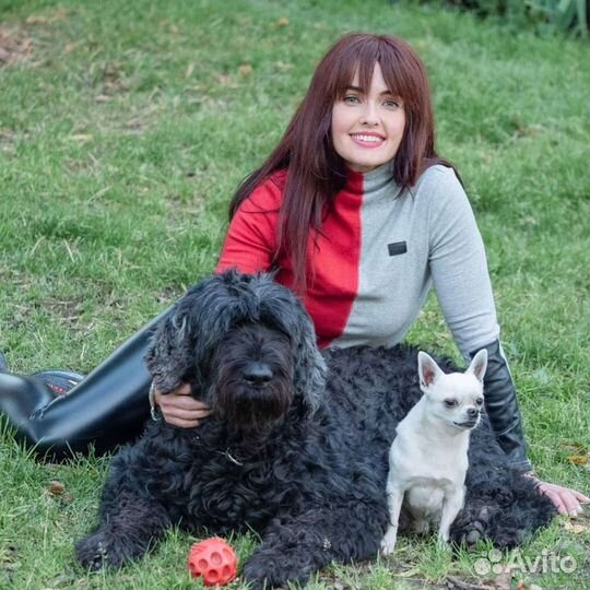 Дрессировка,коррекция,передержка,зоотакси