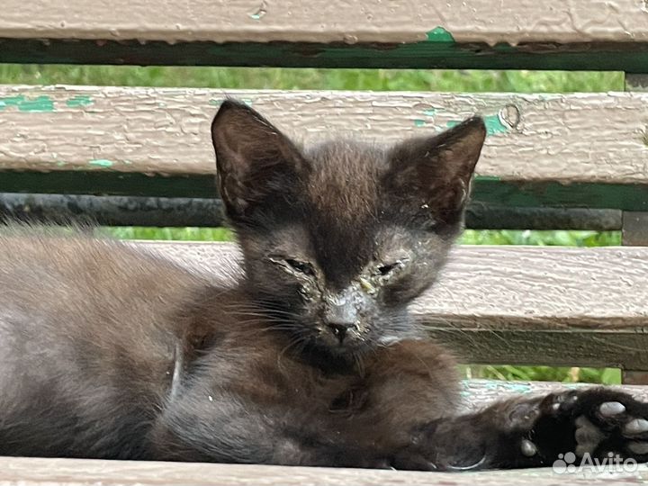 Спасите котика