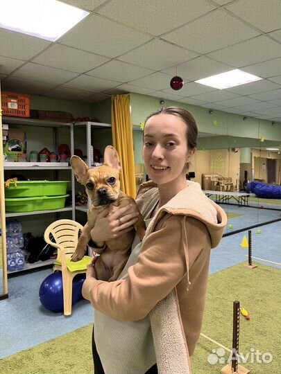 Дрессировка собак