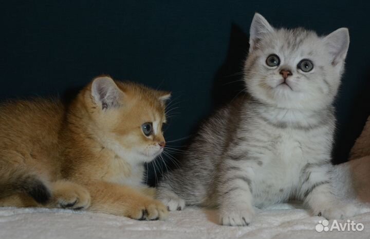 Британцы. Серебро и золото