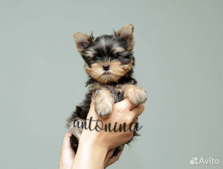 Мини девочки