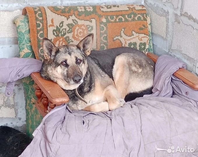 Собака в добрые руки