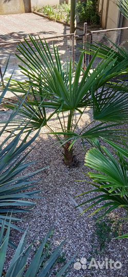 Пальма веерная Трахикарпус
