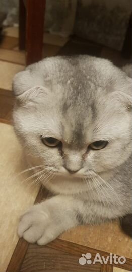 Британский кот на вязку