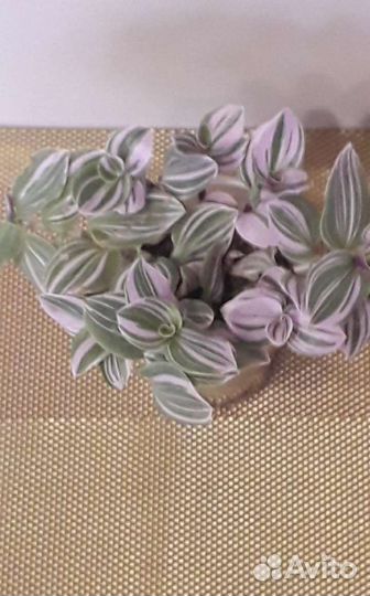 Комнатные цветы