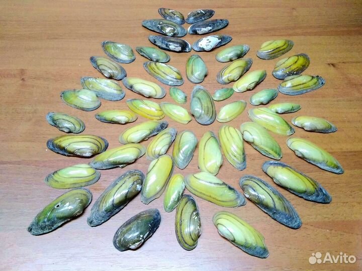 Ракушки мидий, материал для поделок