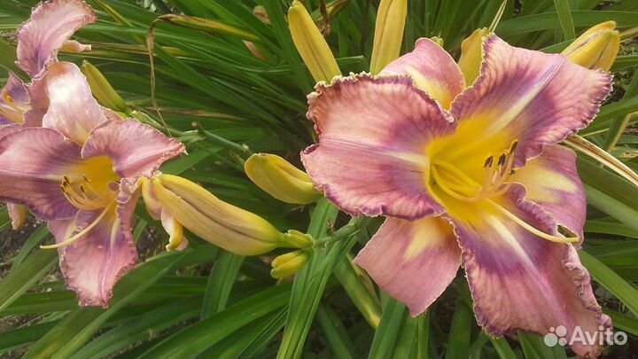 Лилейники многолетние