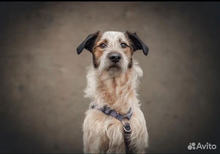 Собака ищет дом