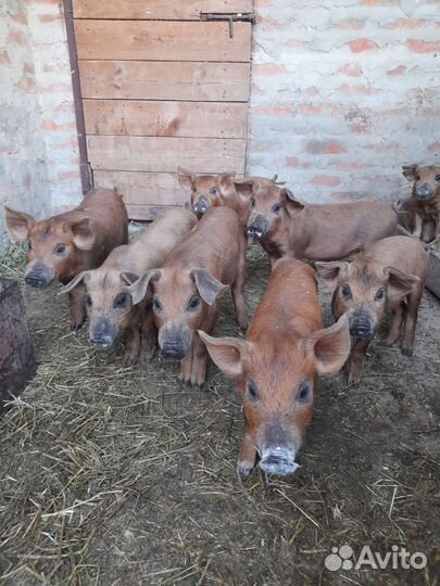 Поросята