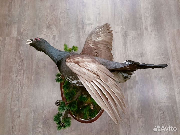 Чучело глухаря