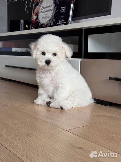 Бишон фризе вязка