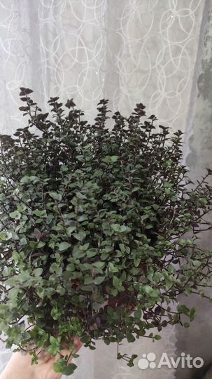 Комнатные растения