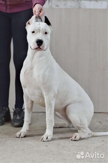 Подрощенные щенки Аргентинского дога