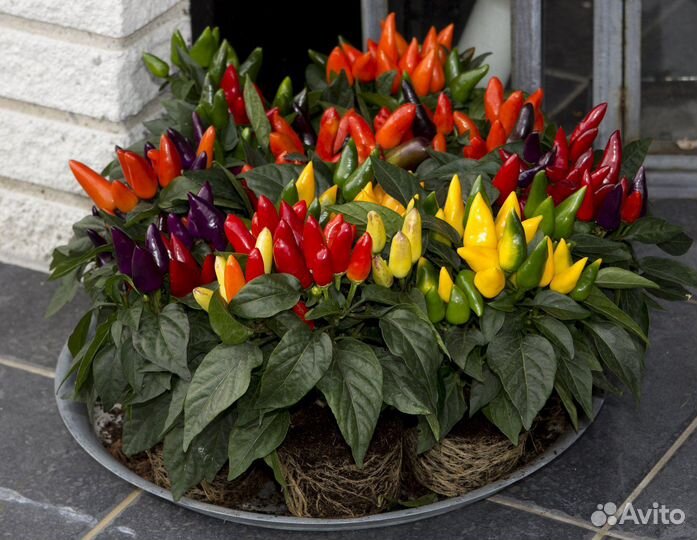 Перец комнатный острый кустовой рассада