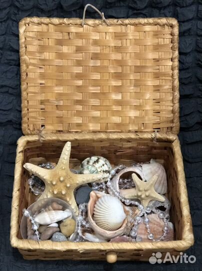 Ракушка морские ракушки
