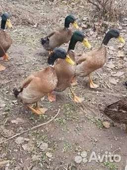 Семья индийский бегунок