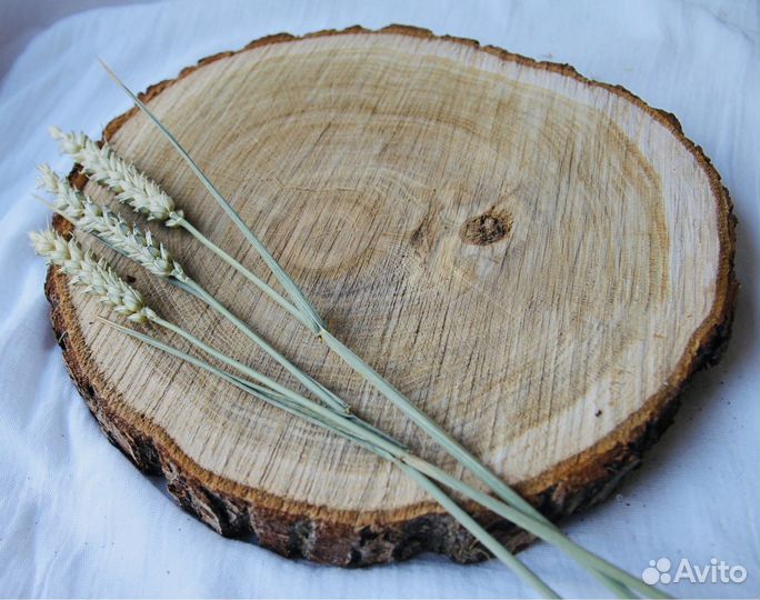 Спил дерева торцевой (дуб )