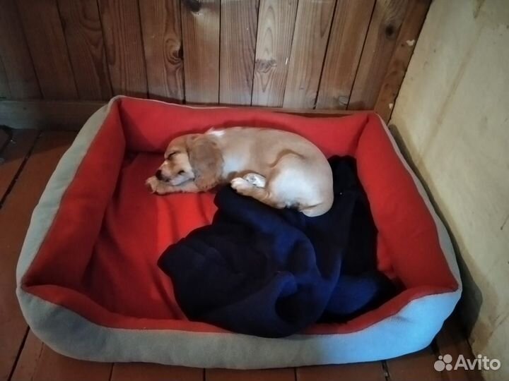 Лежак для собак новый 60 х 50 см