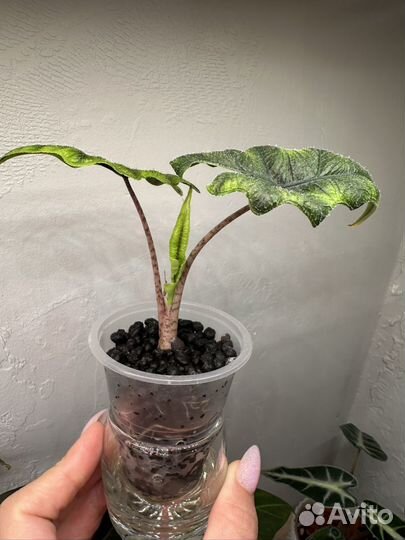 Алоказия жаклин