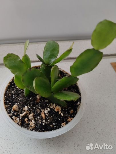 Рипсалидопсис