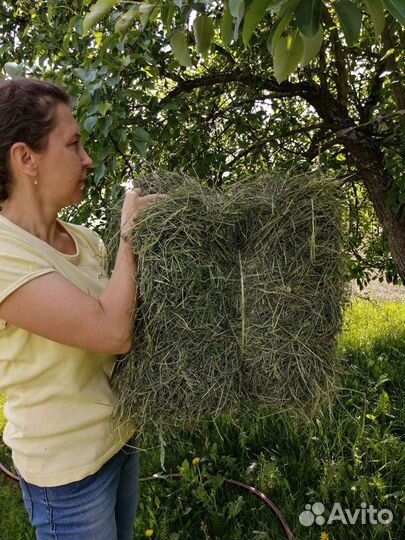 Сено луговое