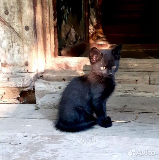 Очаровательные малышки ищут дом