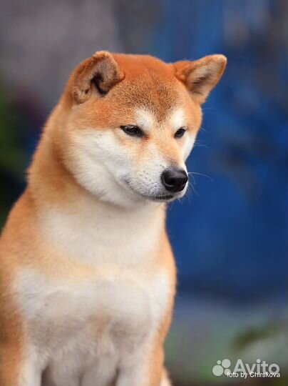 Сиба ину, кобель для вязки