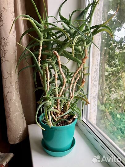 Алоэ лечебный