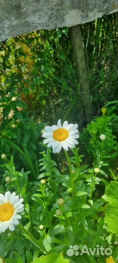 Цветы ромашки