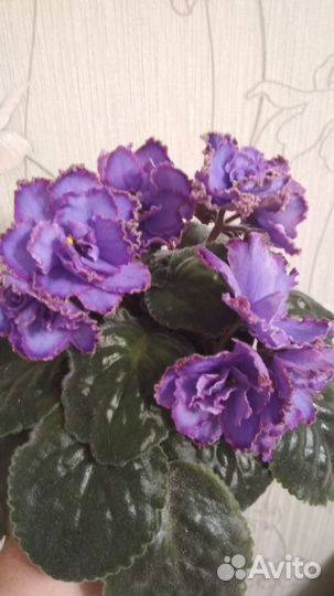 Фиалка Голубой дракон