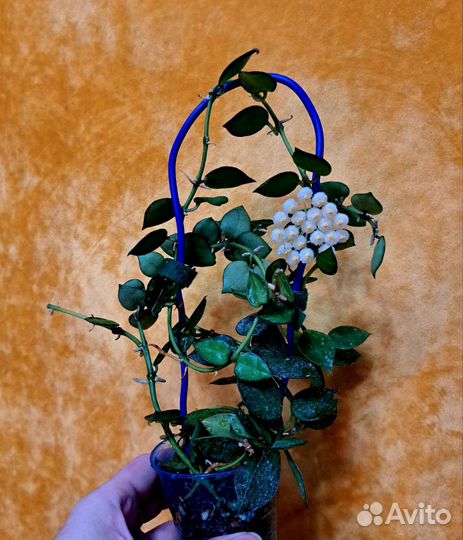 Хойя взрослая